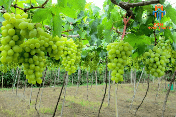 Review chi tiết lịch trình du lịch Vịnh Vĩnh Hy 3N2D tự túc 2026 5 vuon-nho-thai-an